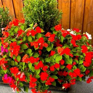 Meet your Posher, Dee